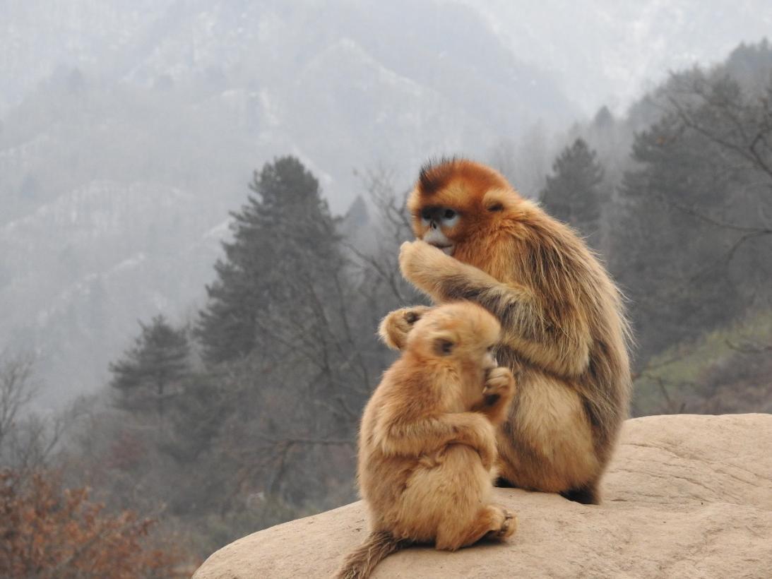 为什么川金丝猴看起来很有礼貌，而藏酋猴却喜欢“打劫”？