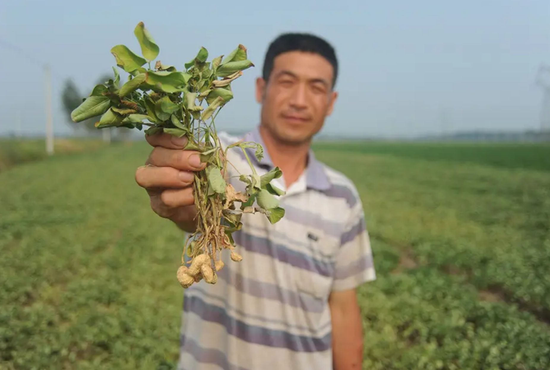 农科专家 晒 抗旱 宝典 粮油作物篇 加强外源调控 合理使用生物试剂 华声在线