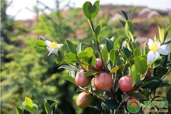为国家粮食安全作出“湖南贡献” 水稻、油菜、油茶面积居全国第一