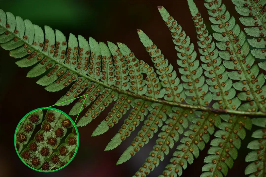 蕨类植物大地沧桑的见证者