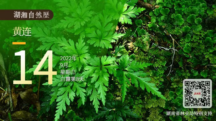湖湘自然历丨惊鸿一瞥⑭“有苦说不出”的植物