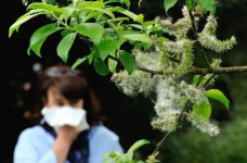 花粉过敏？注意“秋天的第一个喷嚏”