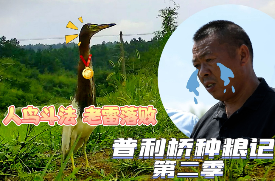 普利橋種糧記第二季丨人鳥斗法 老雷落敗