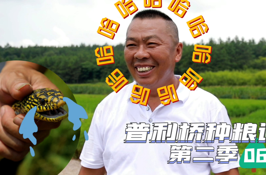普利橋種糧記第二季丨稻田筑起“銅墻鐵壁”！為什么？