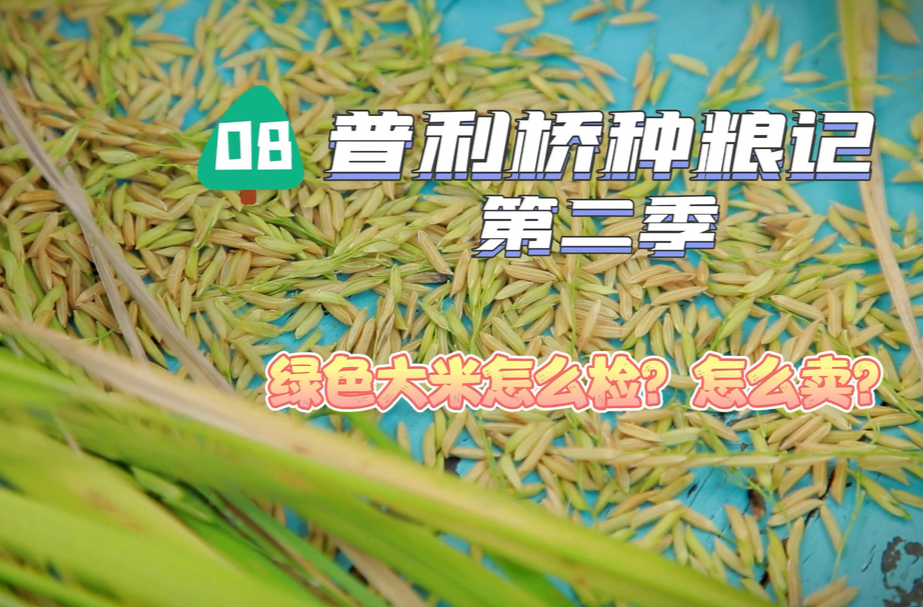 普利橋種糧記第二季丨綠色大米怎么賣？小唐書記幫忙來出招！