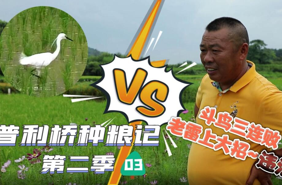普利橋種糧記第二季丨斗鳥三連敗 老雷上大招～被舉報(bào)！