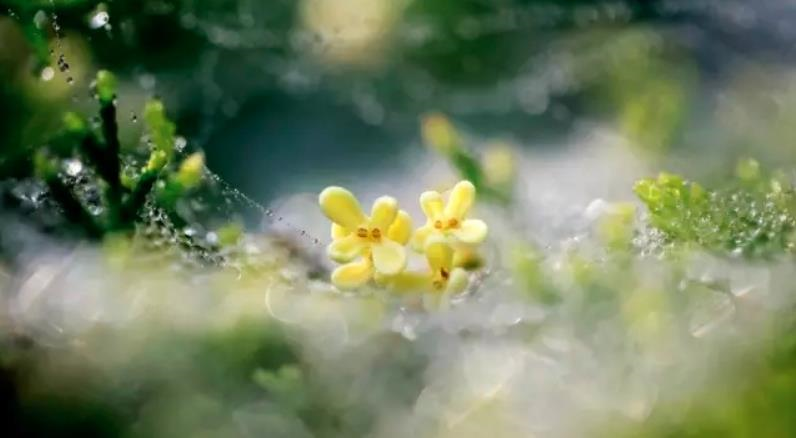 虽迟但到的桂花，在这里香出屏幕