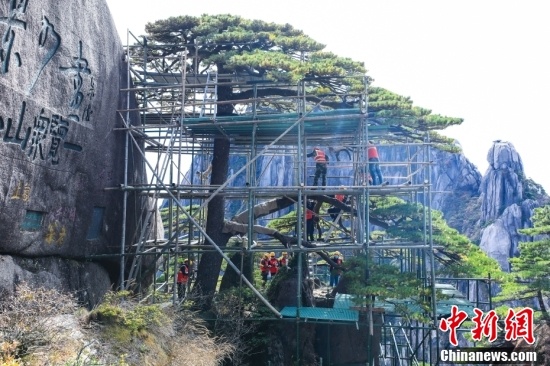 黄山千年迎客松“体检”报告出炉：顶芽饱满，长势良好_邵阳头条网