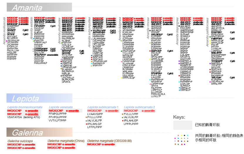警惕!这三种蘑菇毒性十分强烈