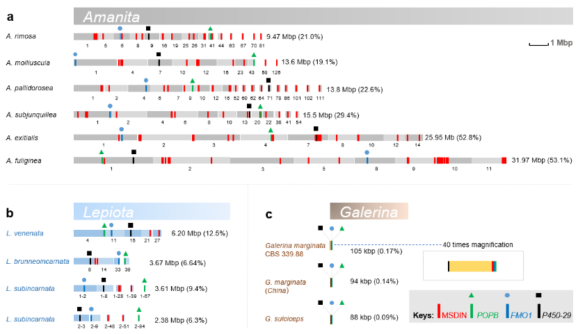 警惕!这三种蘑菇毒性十分强烈
