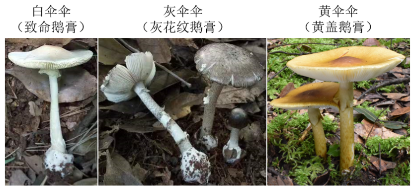 警惕!这三种蘑菇毒性十分强烈_邵阳头条网