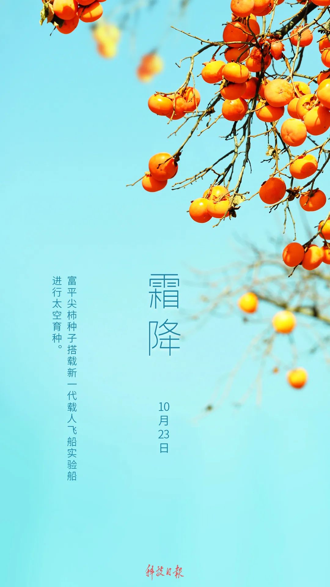 今日霜降：好“柿”成“霜”柿柿红_邵阳头条网