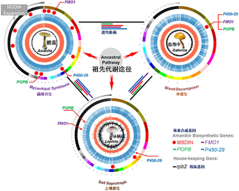 警惕!这三种蘑菇毒性十分强烈