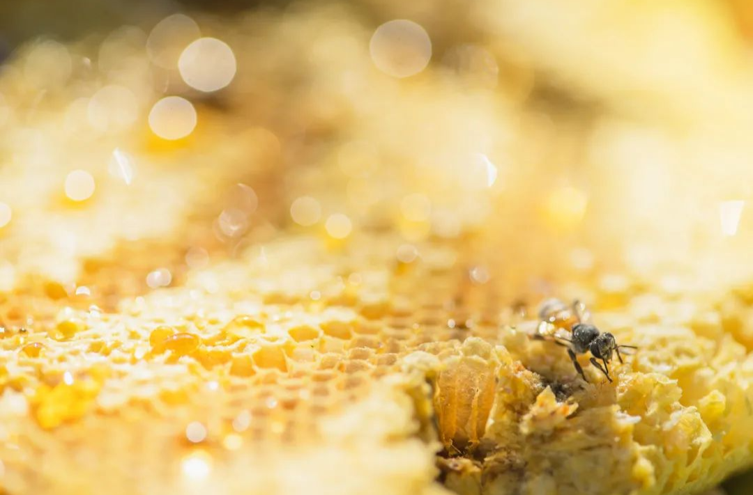 养蜂人给蜜蜂喂白糖是在“造假蜜”？其实真相是这样子的