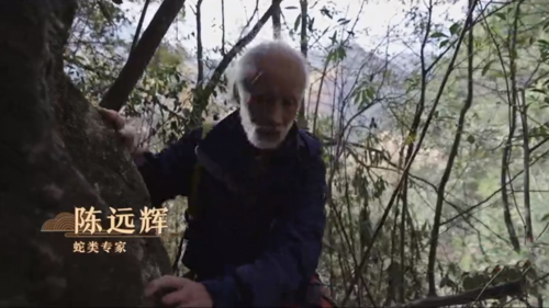 《十年家国十年心》第八十八集丨陈远辉：一条蛇 一生情