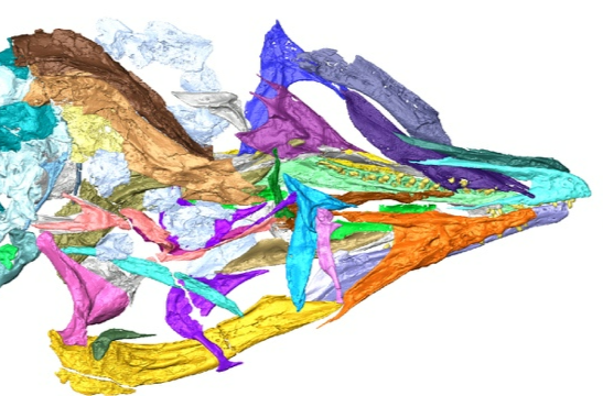 1.2亿年前的反鸟类长着恐龙一样的头骨