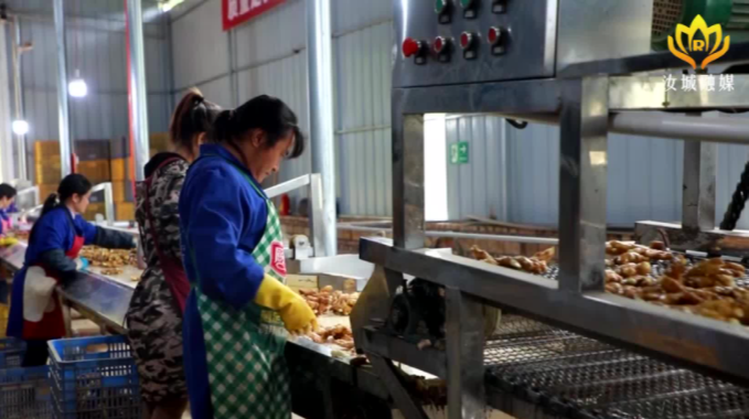 郴州汝城：做大做强小黄姜精深加工 促进产业增效农民增收