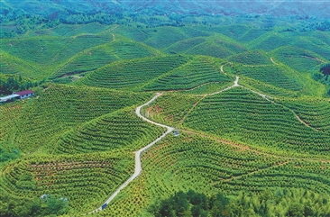 加快油茶产业发展三年行动方案印发