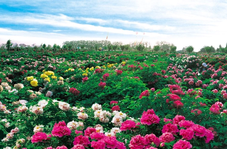 株洲市林业局联合多家单位开展打击网络非法交易野生动植物“网盾行动”