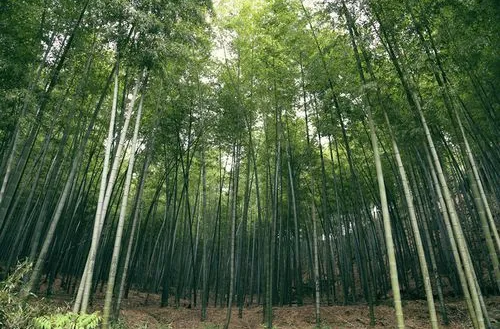 2022年中国竹产业十件大事