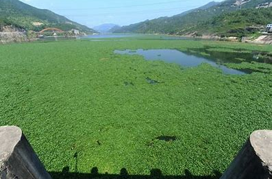 湖南召开2023年林业草原有害生物发生趋势会商会