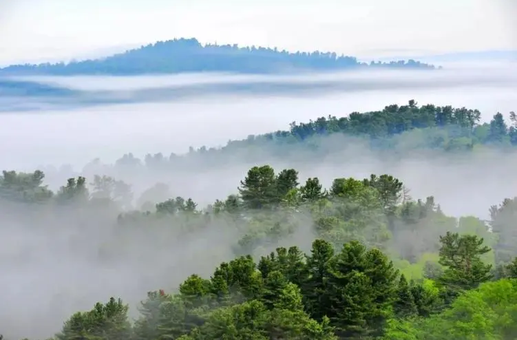 国家林草局发布2022年度林木良种名录