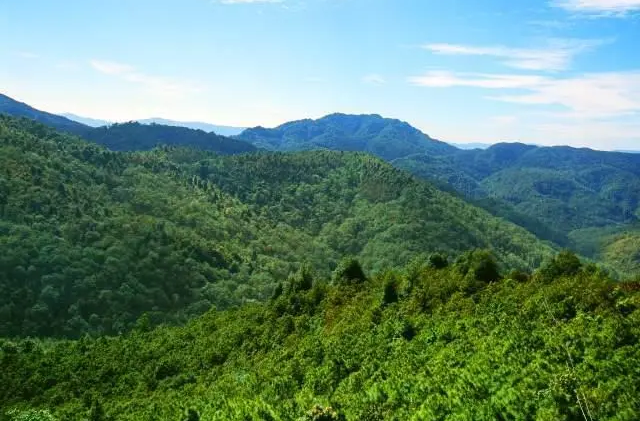 绿色崛起 再续华章 ——永州市金洞管理区加速推进林业高质量发展综述