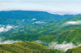支持桃江打造全省千亿竹产业核心基地