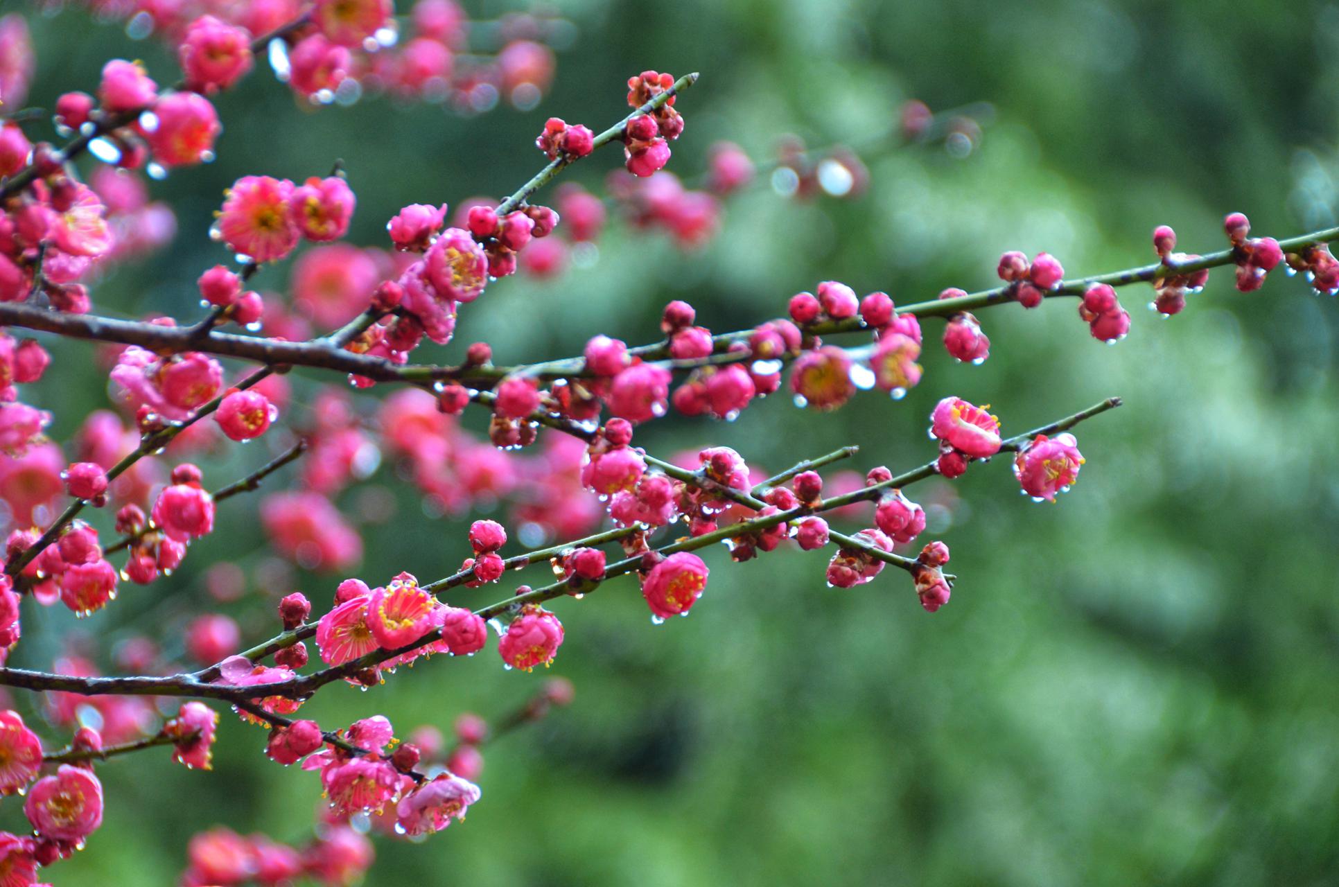 十里江湾梅花图片