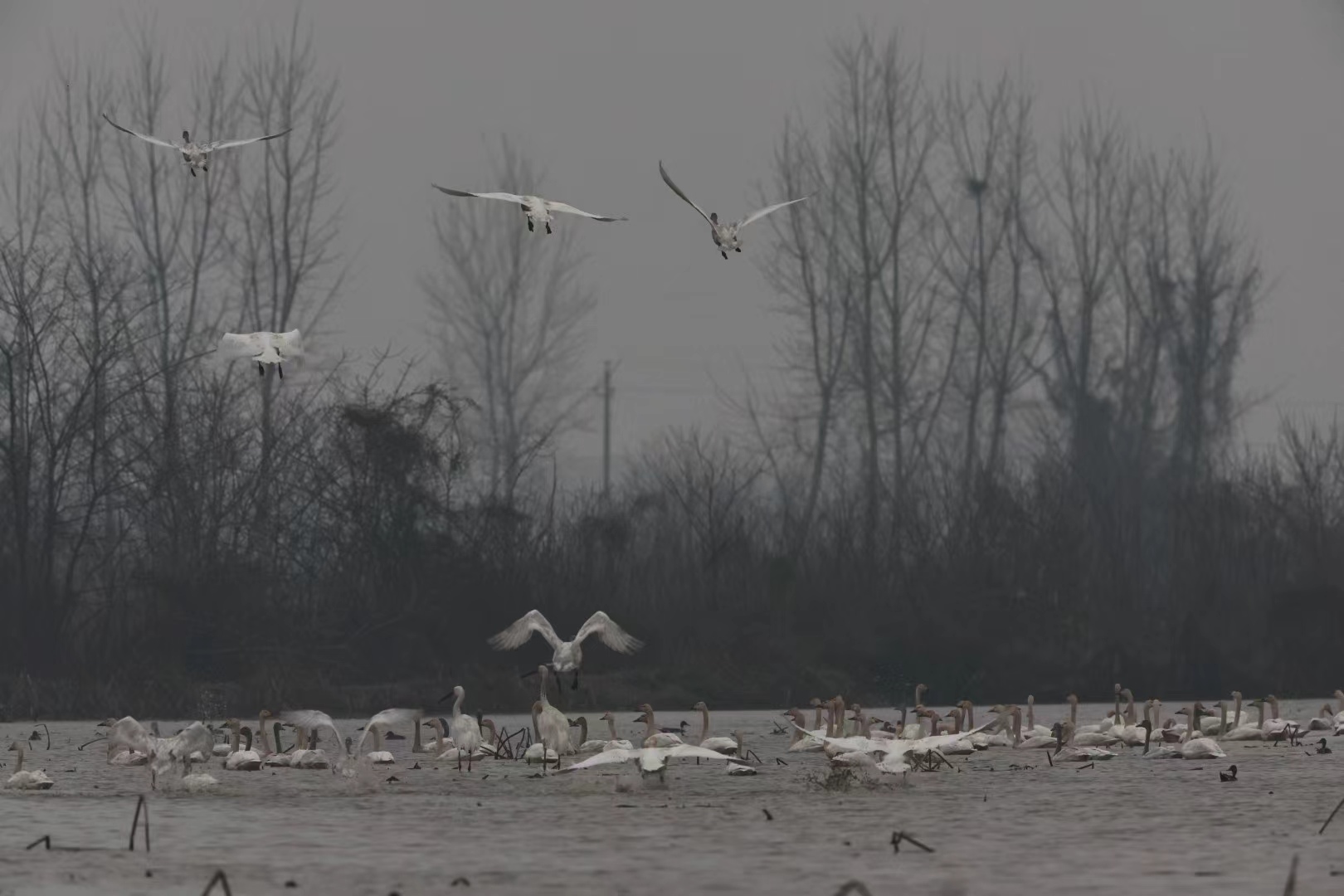 The 12th Dongting Lake International Bird Watching Festival ended and 171 species of birds were seen- Huasheng Online