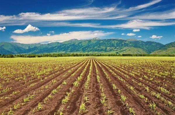 湖南种业如何助力农业产业由大变强