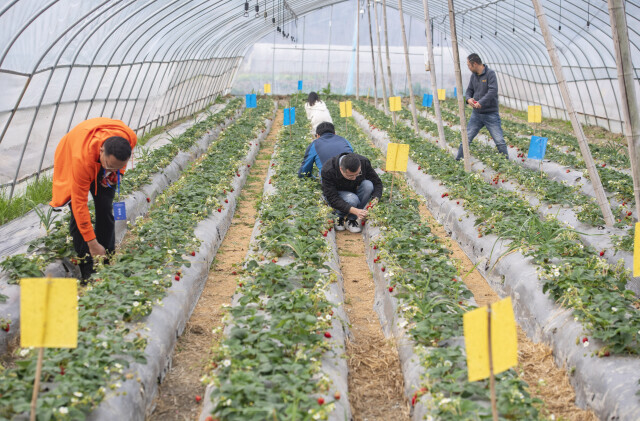 小草莓种出亿元产业 ——探访郴州华塘草莓小镇