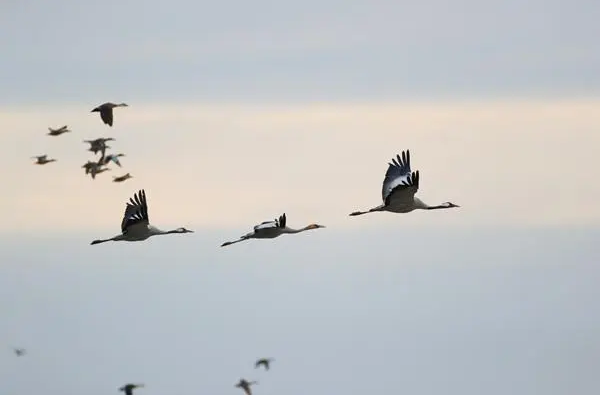 全国鸟类迁徙通道保护行动启动