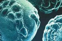 注意！超90%的成人体内有水痘带状疱疹病毒
