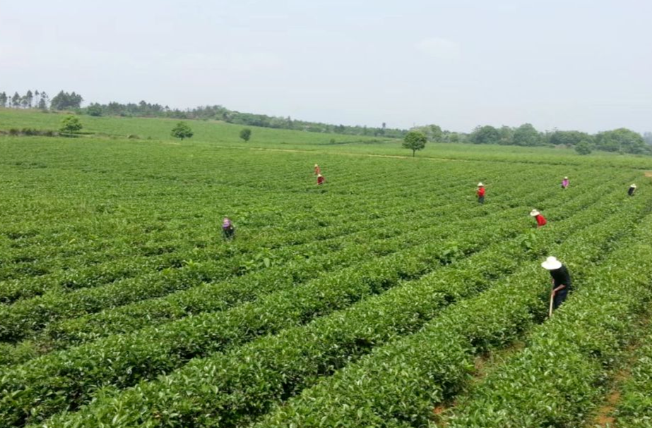 省茶业集团：发挥优势 主动服务 助力春茶生产
