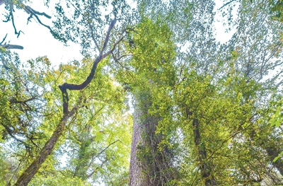 《全国森林可持续经营试点实施方案（2023—2025年）》发布