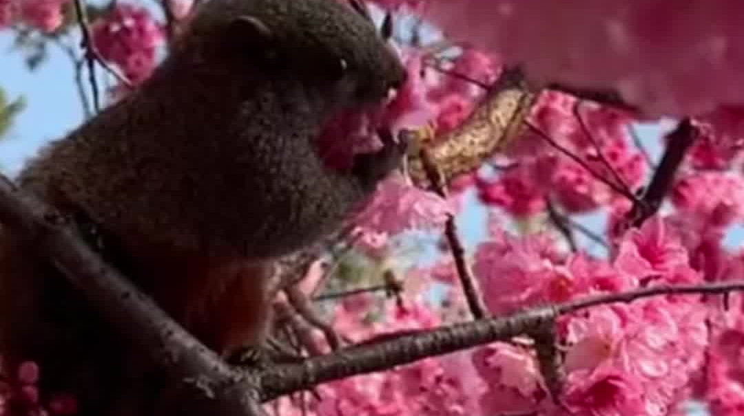 品尝春天的味道！小松鼠在树上疯狂“炫花”