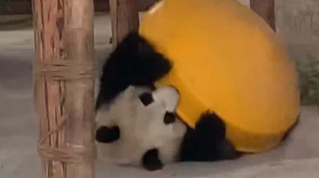 长沙生态动物园熊猫大美变身“功夫熊猫”