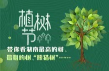 植树节丨带你看湖南最高的树、最粗的树、“熊猫树”......