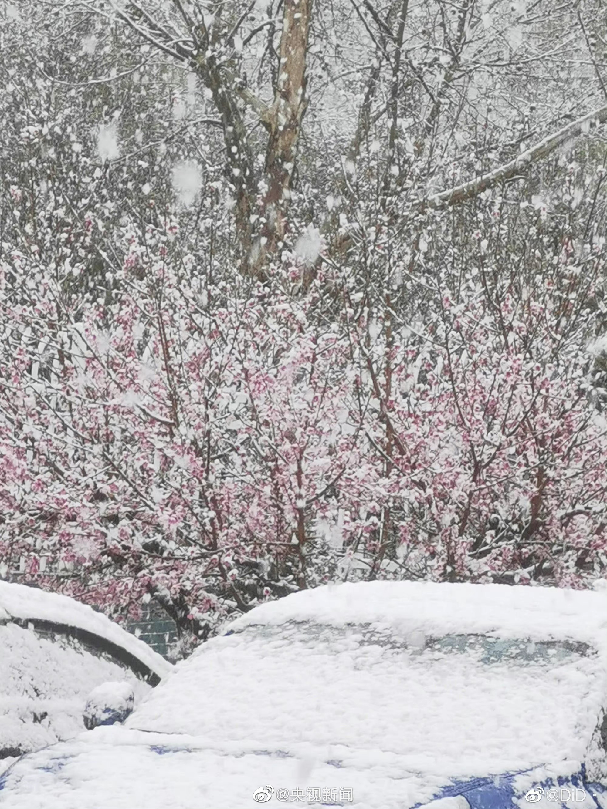 河南多地迎3月桃花雪"