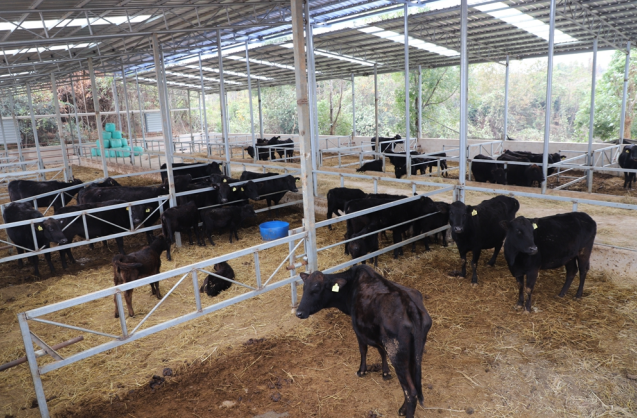娄底市 | 以技术标准为导向，推进湘中黑牛产业高质量发展