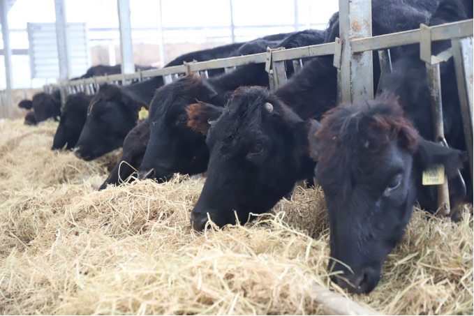 娄底市 | 以技术标准为导向,推进湘中黑牛产业高质量发展 - 市州动态