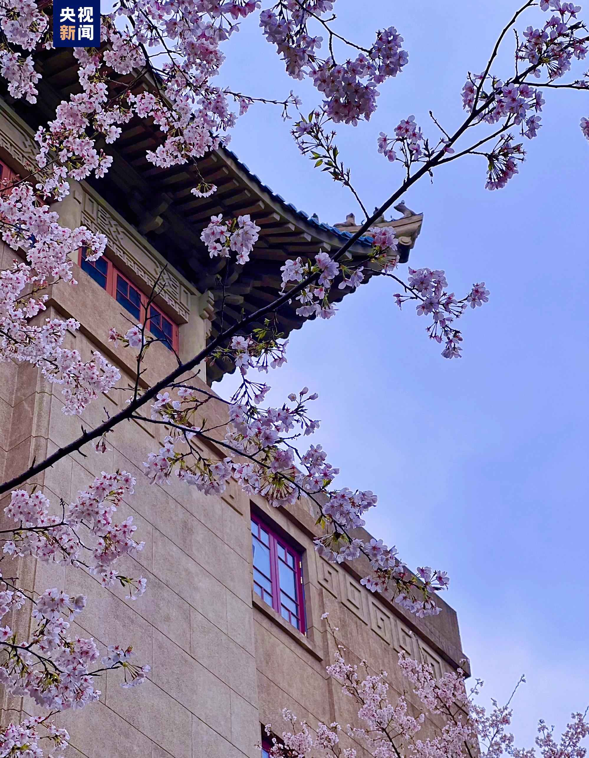 如约而至湖北珞珈山再续樱花之约