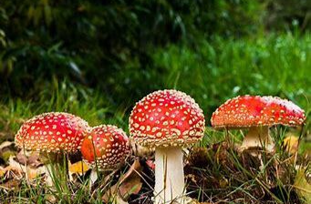 雨水多发季，这种疾病进入高发期！湖南疾控发出提醒
