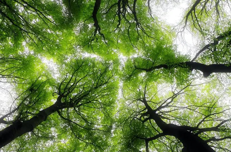 国际森林日：健康森林促进人类健康