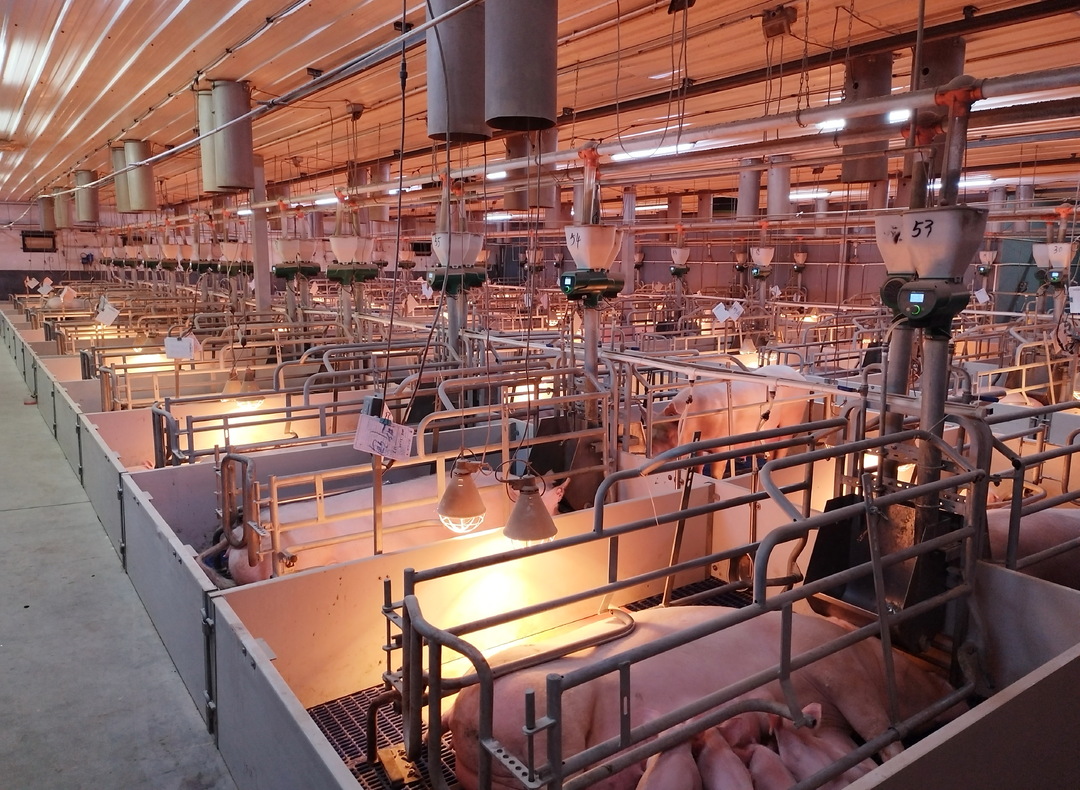 3月中旬,记者来到全省智能化养猪示范基地永州新湘农格瑞农业有限公司