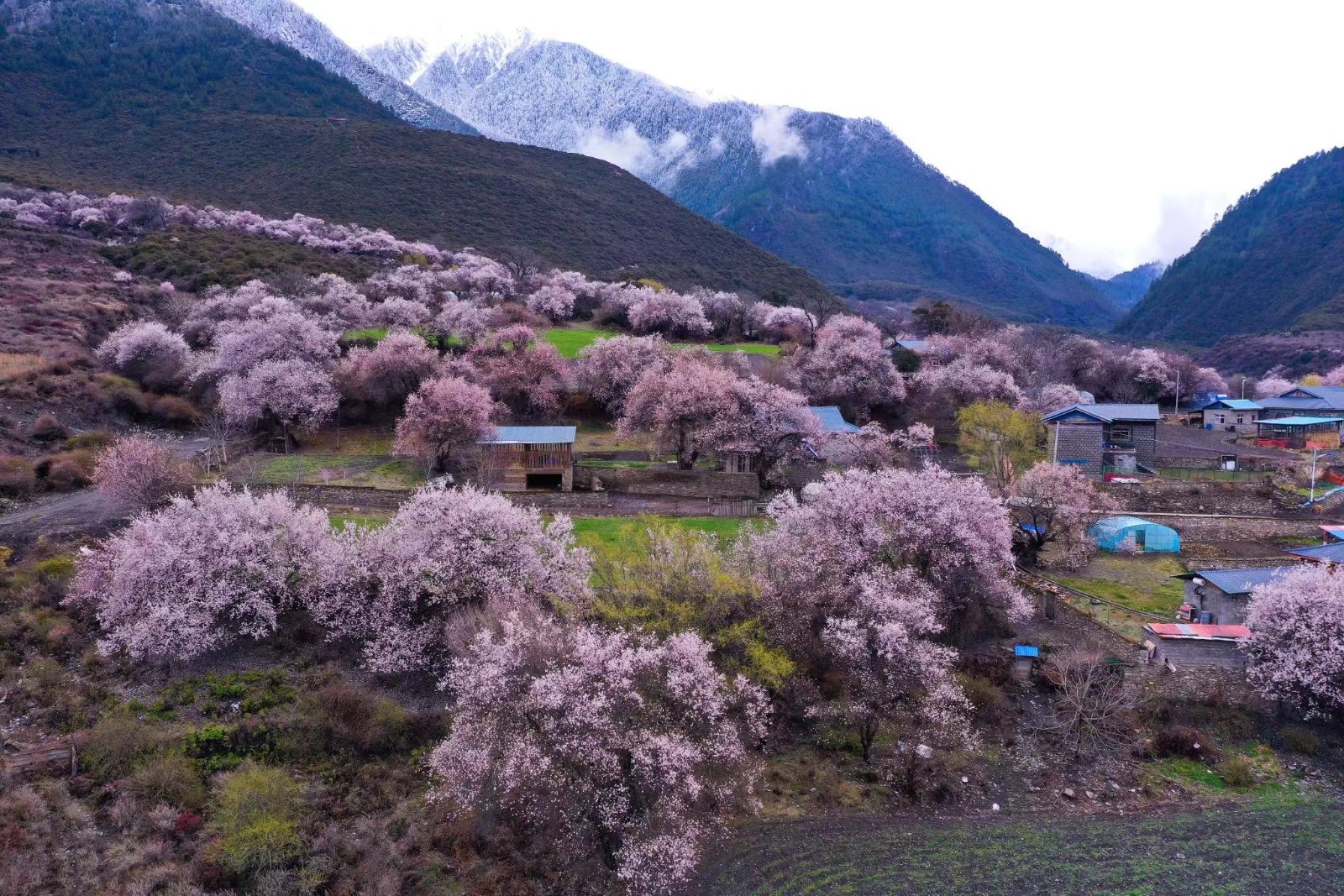 波密桃花最美图片