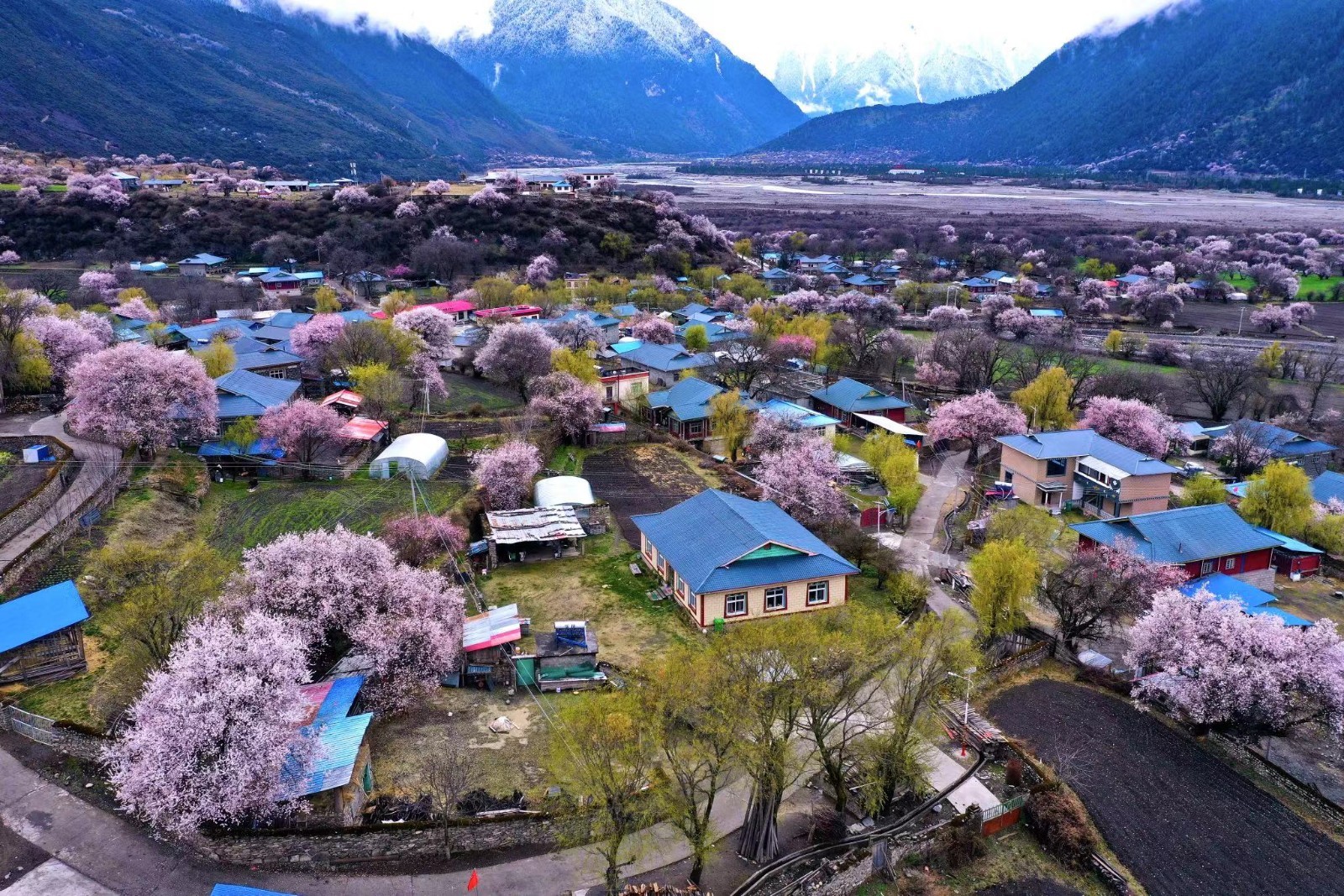 根据海拔不同,波密桃花绽放的季节从三月中旬一直延伸到四月中旬.