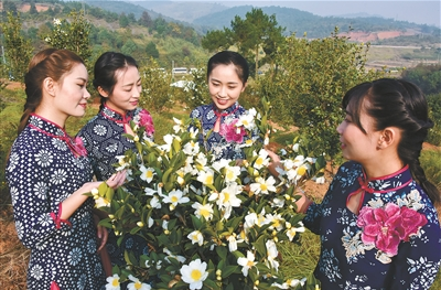 湖南油茶，如何实现新跨越