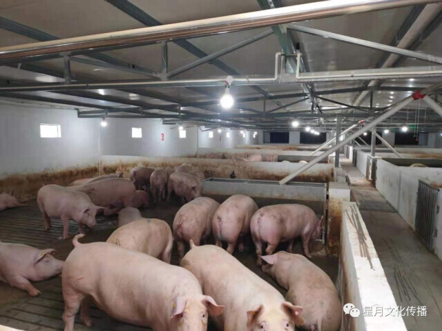 我省生猪稳产保供划定年度目标 能繁母猪存栏356万头 生猪出栏6000万头